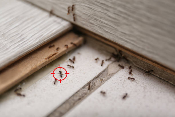 Best Local Pest Control Services  in Grosse Pointe, MI