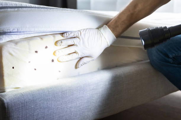 Best Affordable Pest Control Services  in Grosse Pointe, MI